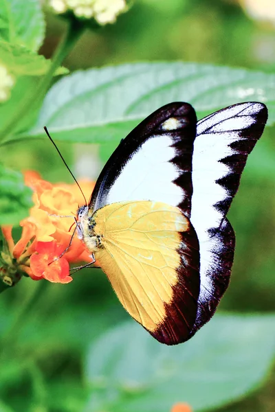 Borboleta preta amarela — Fotografia de Stock