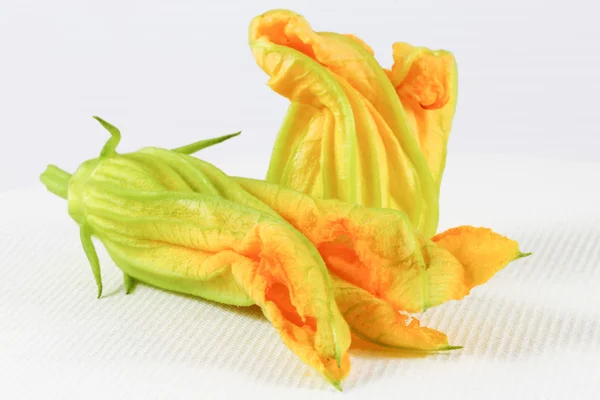 Gelbe orange Zucchini-Blüte — Stockfoto