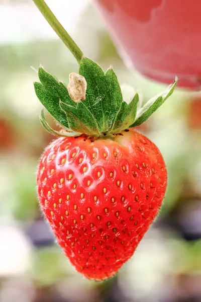 Strawberry on strawberry plant
