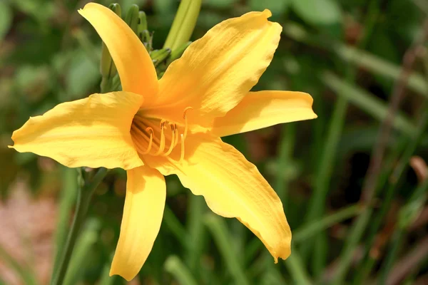 黄色日ユリの花 — ストック写真