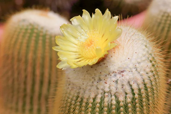 Netelige cactus plant met bloem — Stockfoto
