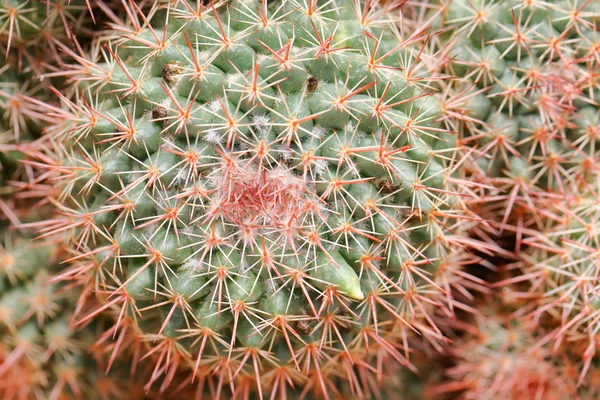 Plante de cactus épineux — Photo