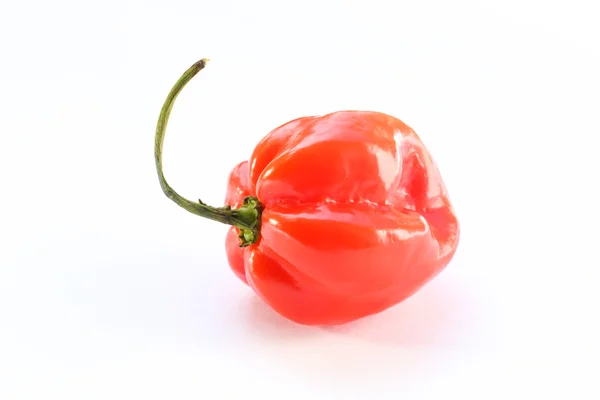 Cabai Habanero — Stok Foto