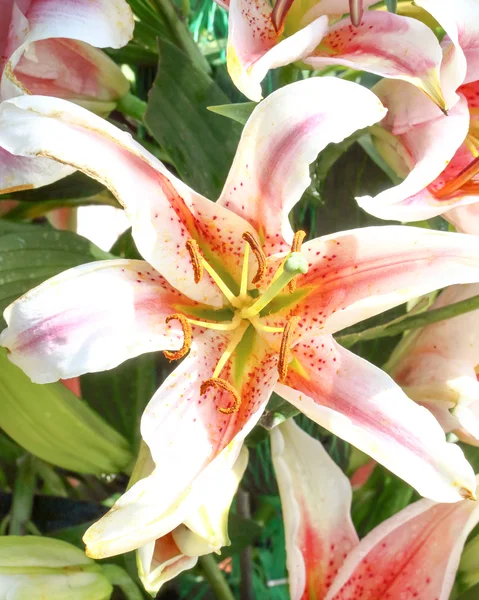 Rosa blanca flor de lirio rojo — Foto de Stock