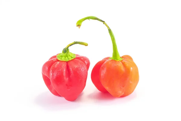 Habanero Chili Pepper — Stock Photo, Image