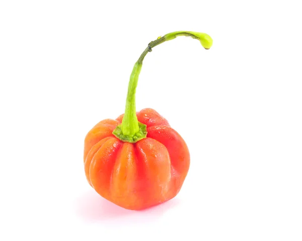 Habanero chili pepper — Stock fotografie