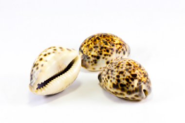 Tiger Cawrie decorative sea shell clipart