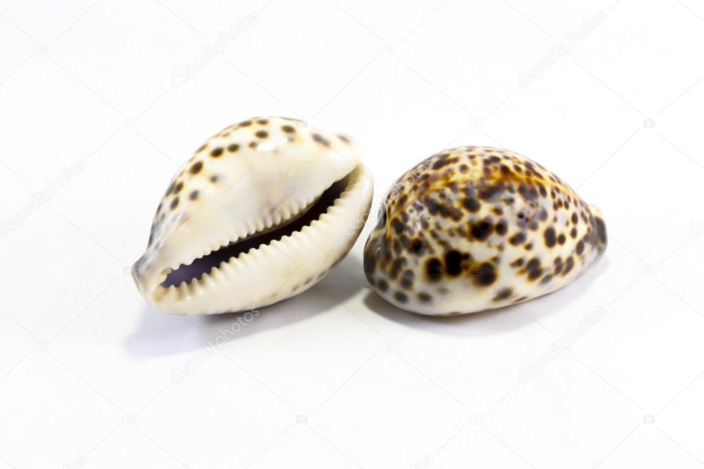 Tiger Cawrie decorative sea shell 