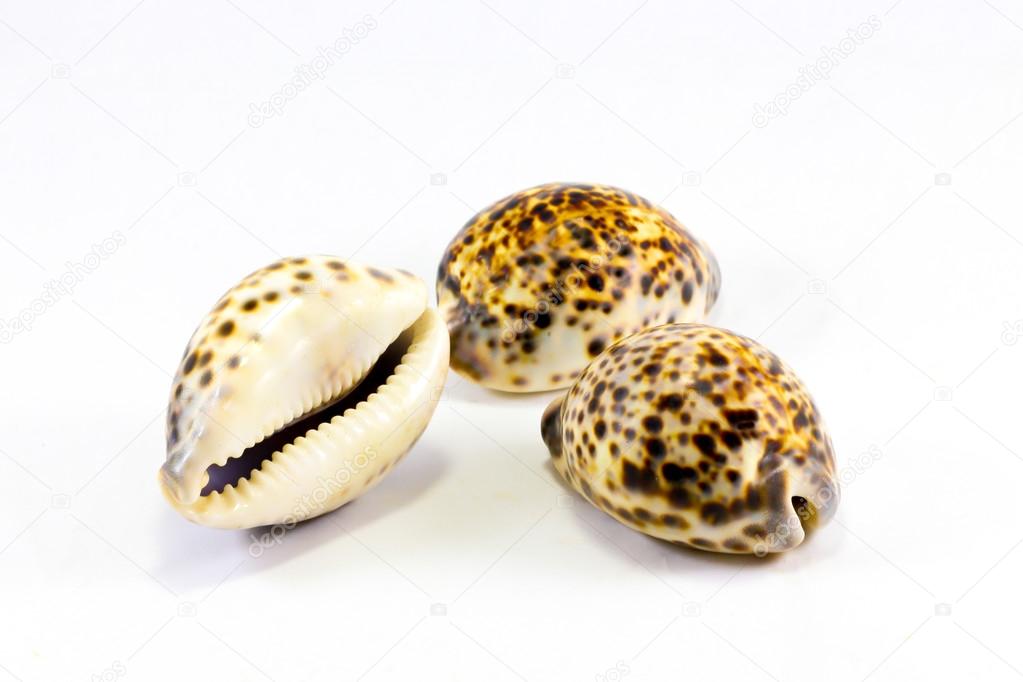 Tiger Cawrie decorative sea shell