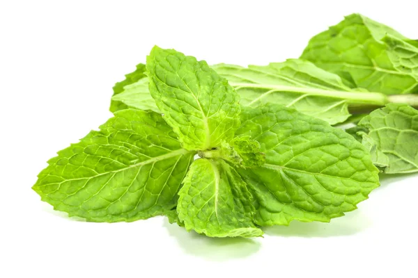 Fresh green mint leaf — Stock Photo, Image