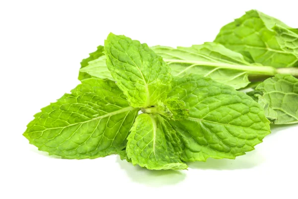 Daun mint hijau segar — Stok Foto