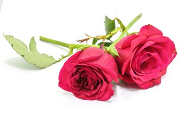 Kırmızı güller kök ile