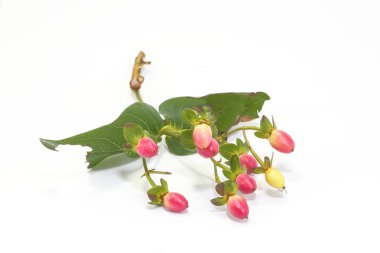 Hypericum Berry kök ve yaprak ile