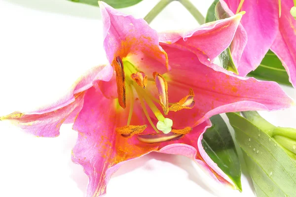 Flor de lírio rosa — Fotografia de Stock
