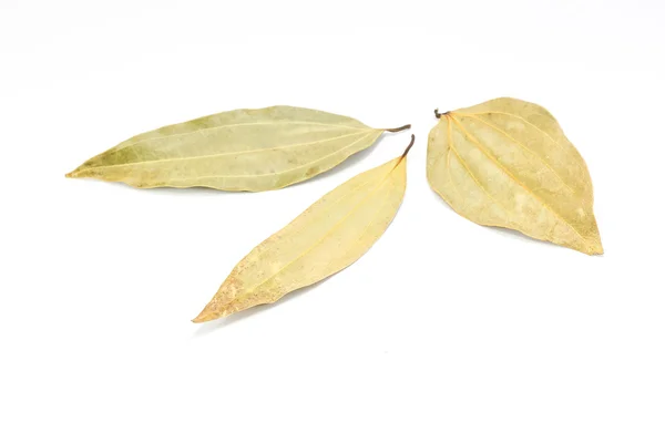 Ξηρά φύλλα δάφνης — Φωτογραφία Αρχείου
