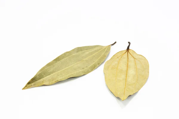 Ξηρά φύλλα δάφνης — Φωτογραφία Αρχείου