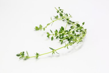 Timus citriodorus limon kekik 