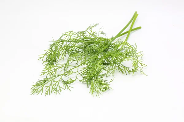 Dill Anethum graveolens herb — Stok Foto