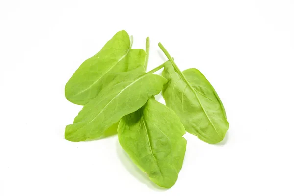 Sorrel umum taman sorrel — Stok Foto