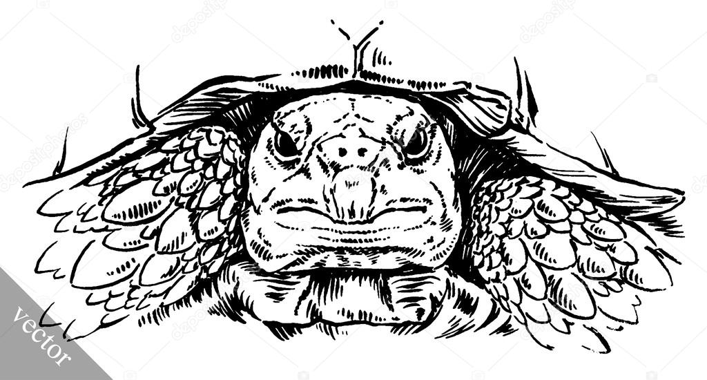 Gravieren Tusche zeichnen Schildkröte Illustration ...