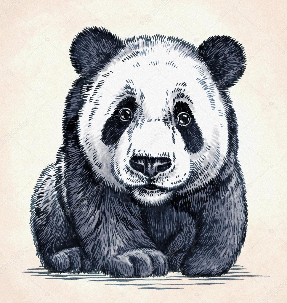 á Panda Dibujo Imagenes De Stock Dibujos Pandas Descargar En Depositphotos