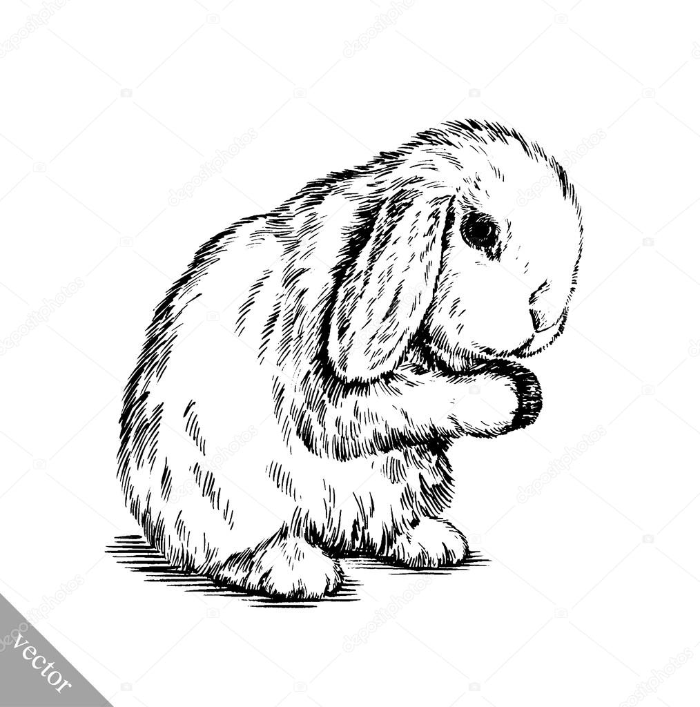 Ongebruikt Brush painting ink draw isolated rabbit illustration — Stock FZ-61