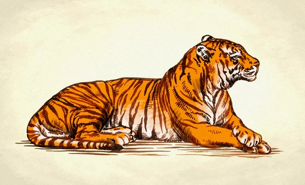 Zeichnen Linie Kunst clipart - tiger clipart schwarz und weiß png herunterladen - 601*789 - Kostenlos transparent Tiger png Herunterladen.