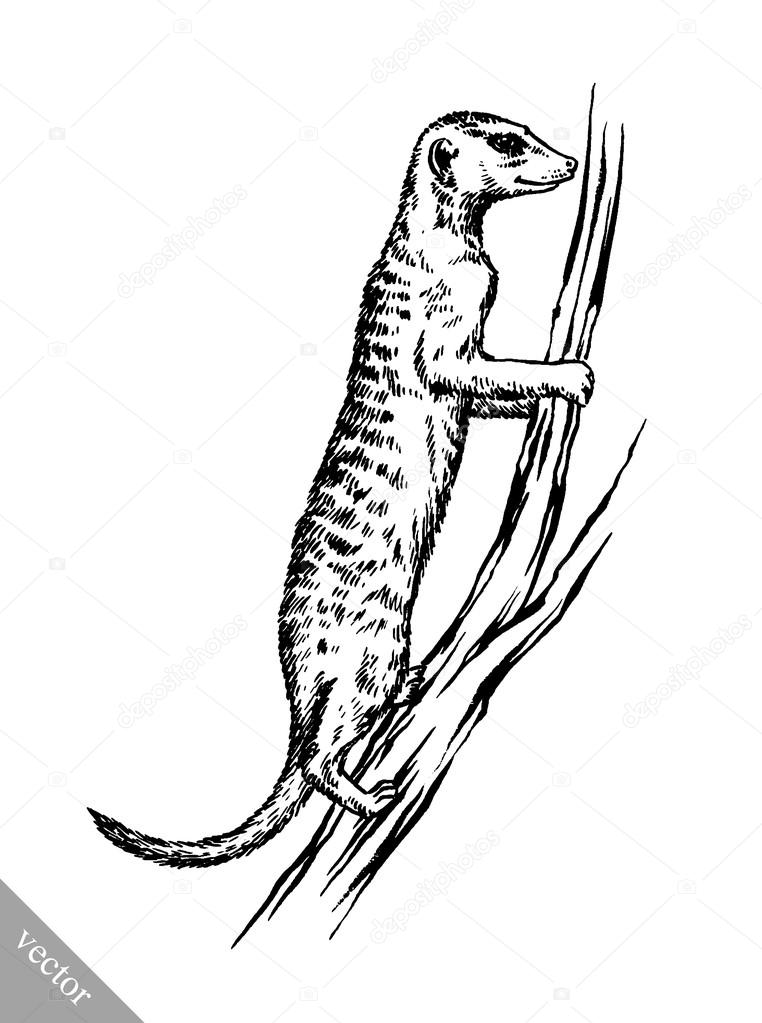 Erdmännchen Schwarz Weiß Zeichnung