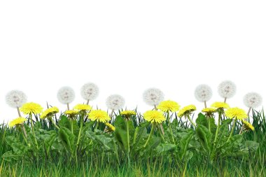 Sarı karahindiba yeşil çimenlerin üzerinde beyaz arka plan ile. Dijital illüstrasyon. Şablon desen.