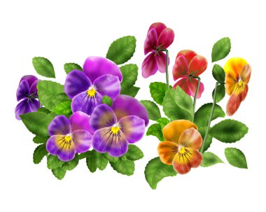 Hercai Menekşe bahar çiçekleri beyaz kağıt arka plan tatil tebrik kartı için üzerinde. Viola üç renkli dijital illüstrasyon. Şablon desen.