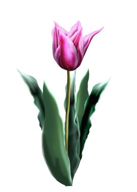 Beyaz arka plan üzerinde izole Lale. Bahar çiçekleri tatil tebrik kartı için. Dijital illüstrasyon. Şablon desen.