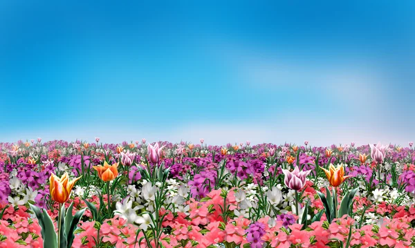 Flores da primavera e céu azul claro, fundo da paisagem para cartão de felicitações de férias. Ilustração digital. Padrão do modelo . — Fotografia de Stock