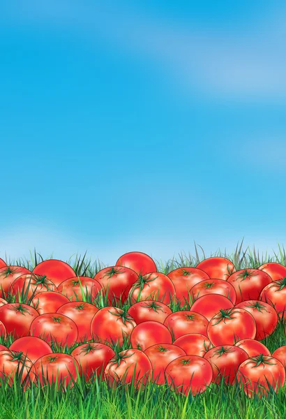 Tomates cielo azul, Póster ilustración digital — Foto de Stock