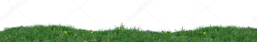 Green Grass on white background. Digital illustration
