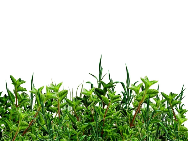 Arbustos verdes e grama isolada em fundo branco, ilustração digital . — Fotografia de Stock