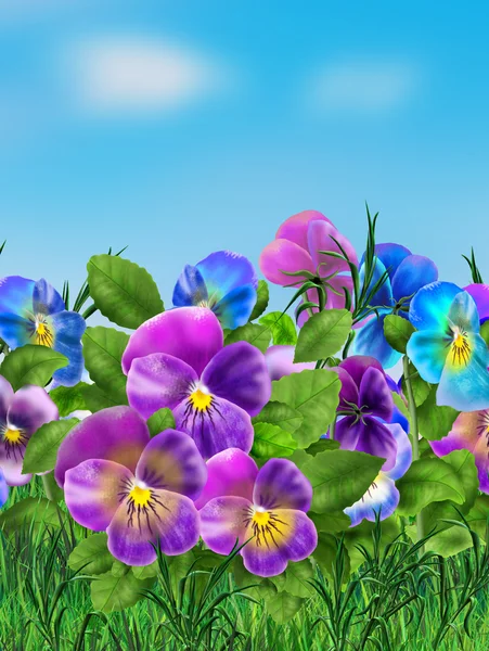 Violet Pansy Flores bonitas e céu azul Fundo floral, ilustração digital . — Fotografia de Stock