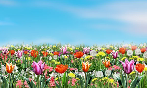 Lindas flores e céu azul Primavera Fundo floral, ilustração digital. Papel de parede — Fotografia de Stock