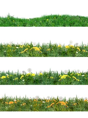 Green grass and dandelion flower set. Realistic Digital illustration. Green grass stripes on white background.