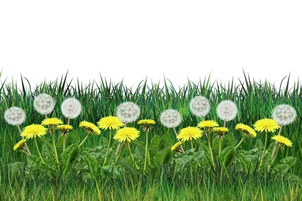 Flor de dente de leão e bandeira de grama verde. Ilustração digital realista . — Fotografia de Stock