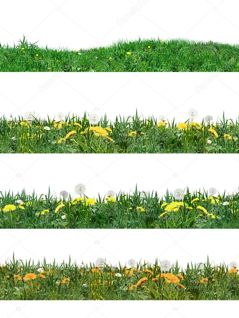 Green grass and dandelion flower set. Realistic Digital illustration. Green grass stripes on white background.