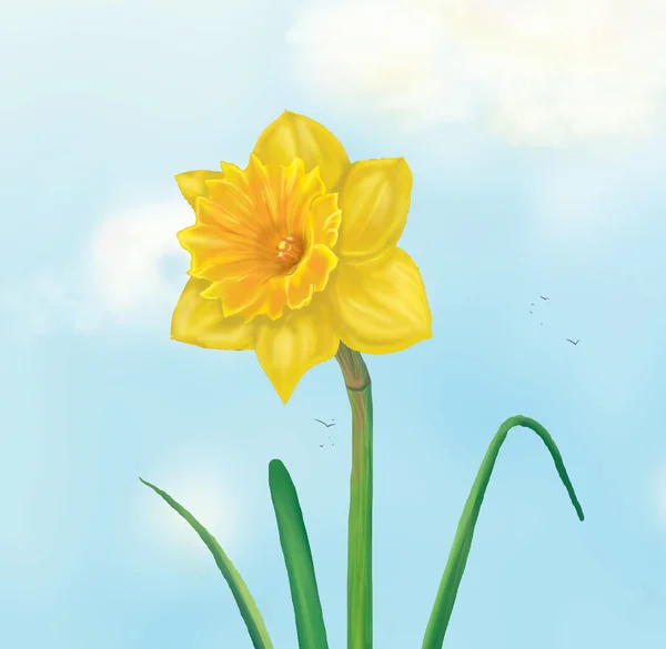 Daffodil Flor de primavera. Ilustração digital — Fotografia de Stock