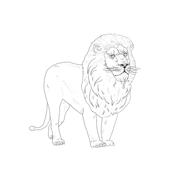 Lion king sketch — Stock Photo, Image