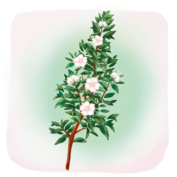 Myrtle virágok. Digitális illusztráció. Myrtus-a család Myrtaceae, myrtus communis-Dél-Európa. Myrtus nivellei-Afrika — Stock Fotó