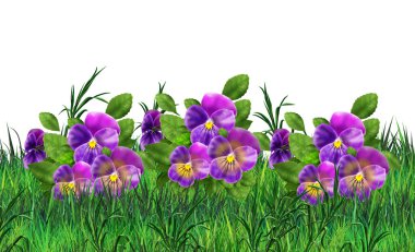 Beyaz arka planda pansy çiçekler. Viyola üç renkli çiçekler çayır Gerçekçi boyama. Pansy alanı, bahçe. Yaz çiçekleri Çok renkli pansies. Dijital illüstrasyon. Sanat, Baskı, Web tasarımı için.