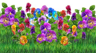 Beyaz arka planda pansy çiçekler. Viyola üç renkli çiçekler çayır Gerçekçi boyama. Pansy alanı, bahçe. Yaz çiçekleri Çok renkli pansies. Dijital illüstrasyon. Sanat, Baskı, Web tasarımı için.