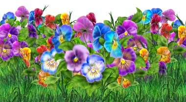 Pansy çiçekler beyaz arka plan üzerinde izole. Viyola üç renkli çiçekler çayır. Pansy alanı, bahçe. Yaz çiçekleri Çok renkli pansies. Dijital illüstrasyon. Sanat, Baskı, Web tasarımı için.