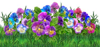 Pansy çiçekler gerçekçi boyama. Viyola üç renkli çiçekler çayır. Pansy alanı, bahçe. Yaz çiçekleri Çok renkli pansies. Dijital illüstrasyon. Sanat, Baskı, Web tasarımı için.