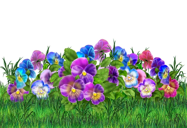 Pansy blommor på vit bakgrund. Viola tricolor blommor äng realistisk målning. Pansy fält, trädgård. Sommarblommor mångfärgade Pansies. Digital illustration. För konst, tryck, webbdesign. — Stockfoto