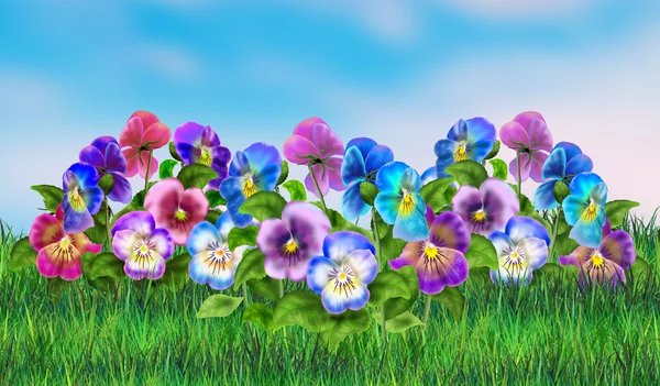 Pansy flores jardim e céu. Viola tricolor flores prado. Campo pantanoso, jardim. Flores de verão Pérsias multicoloridas. Ilustração digital. Para arte, impressão, web design . — Fotografia de Stock