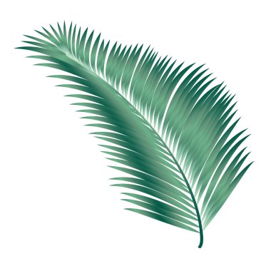 Yaprak palmiye ağacı. Hurma izole üzerinde beyaz arka plan bırakır. Tropikal hurma dalları ile arka plan. Yaz deniz plaj partisi pıtırtı. Tatil yaz vektör çizim. Elle çizilmiş. Sanat, baskı, karalama defteri, Web tasarımı için.